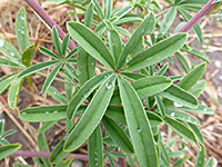 Stems and leaves