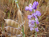 Flowers and seed pods