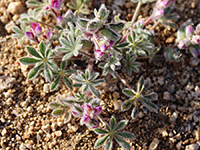 Flowers, leaves and pods