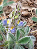 Buds and flowers