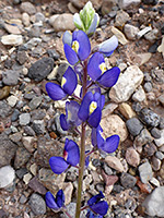 Big Bend Bluebonnet