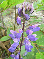 Flower spike