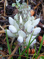 Lupinus lepidus