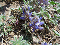 Flowers and leaves