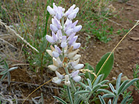 Lupinus leucophyllus