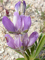 Lupinus microcarpus