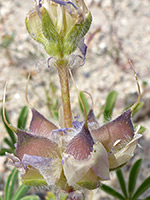 Hairy pods