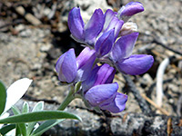 Lupinus obtusilobus