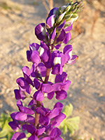 Lupinus odoratus