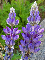 Lupinus pratensis