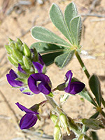 Purple Desert Lupine