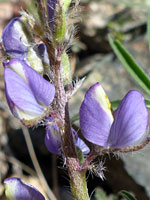 Purple-yellow flowers