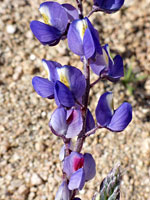 Lupinus sparsiflorus