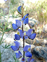 Blue flowers