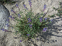 Typical plant, Typical specimen of lupinus sparsiflorus, in Tubb Canyon, Anza Borrego Desert State Park, California