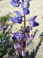Flowers and stem, Flowers and stem of lupinus sparsiflorus, in Tubb Canyon, Anza Borrego Desert State Park, California