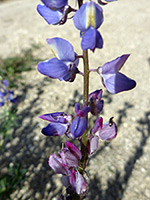 Flowers and stem, Flowers and stem of lupinus sparsiflorus, in Tubb Canyon, Anza Borrego Desert State Park, California
