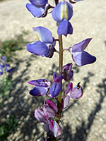 Flowers and stem