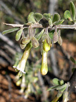 Hairy calyces and leaves