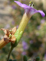 Yellow-purple flower