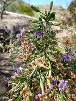 Flowering stem