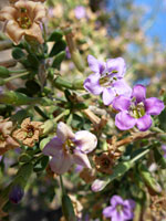 Exserted stamens