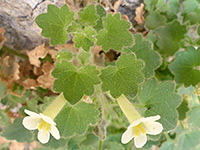 Leaves and flowers