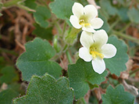 Pale yellow flowers