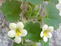 Yellow anthers