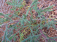 Tansyleaf Aster