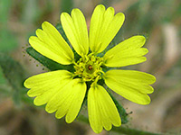 Coast tarweed