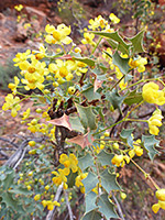 Fremont's barberry