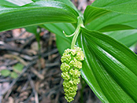 Large false solomon's-seal