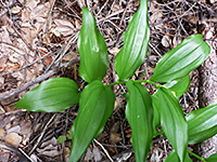 Shiny leaves