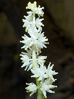 White inflorescence