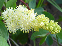 Developing inflorescence