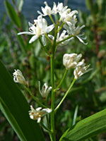 Open flower cluster