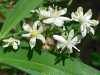 Maianthemum stellatum