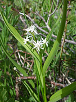 Starry Solomon's Seal