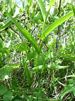 Lower stem leaves