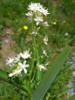 Elongated inflorescence