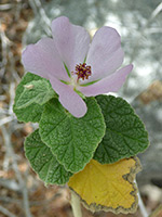 Five-petaled flower, Five-petaled, pale pink flower of malacothamnus densiflorus, in Hellhole Canyon, Anza Borrego Desert State Park, California