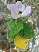 Yellowstem Bush Mallow