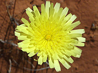 Desert dandelion