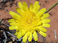 Mature flowerhead