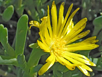 Flower and leaves