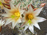 Strawberry cactus