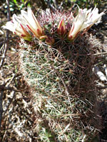 Flowering strawberry cactus stem