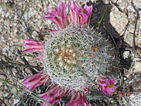 Mammillaria grahamii