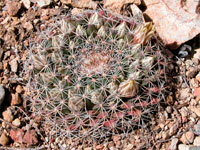 Heyder pincushion cactus